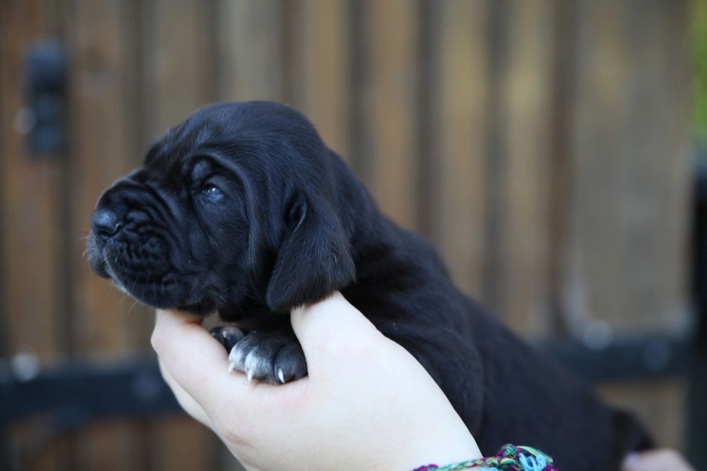 Des Terres De Romandor - Chiots disponibles - Dogue allemand