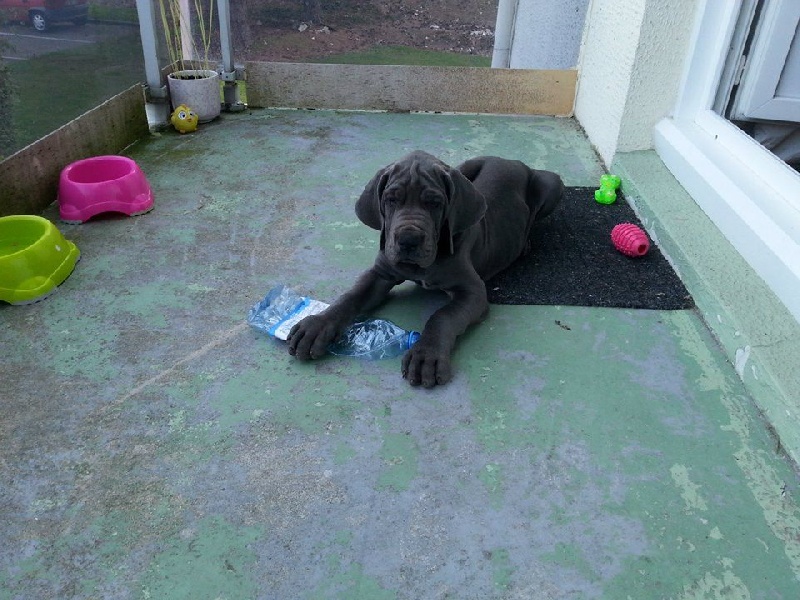 Des Terres De Romandor - Dogue allemand - Portée née le 20/06/2015