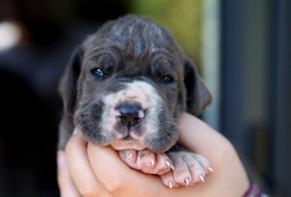 Des Terres De Romandor - Chiots disponibles - Dogue allemand