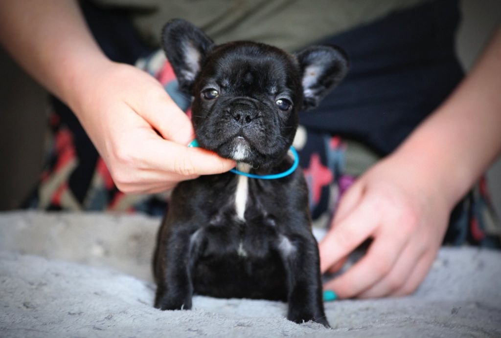 Des Terres De Romandor - Chiots disponibles - Bouledogue français
