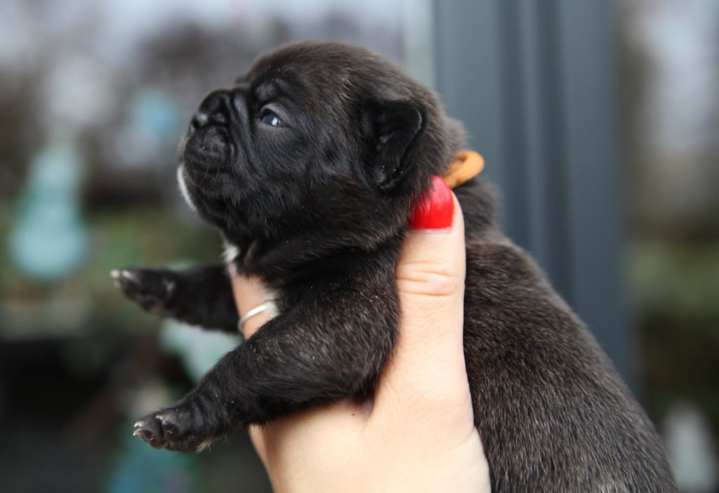 Des Terres De Romandor - Chiots disponibles - Bouledogue français