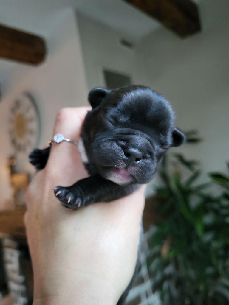 Des Terres De Romandor - Chiots disponibles - Bouledogue français