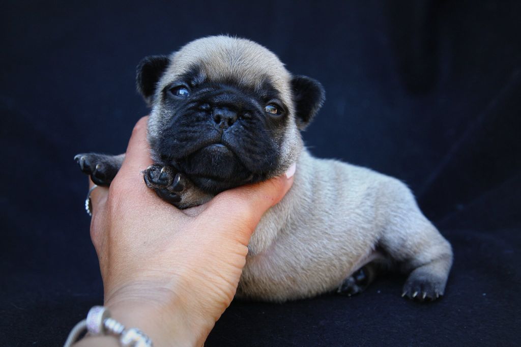 Des Terres De Romandor - Chiots disponibles - Bouledogue français