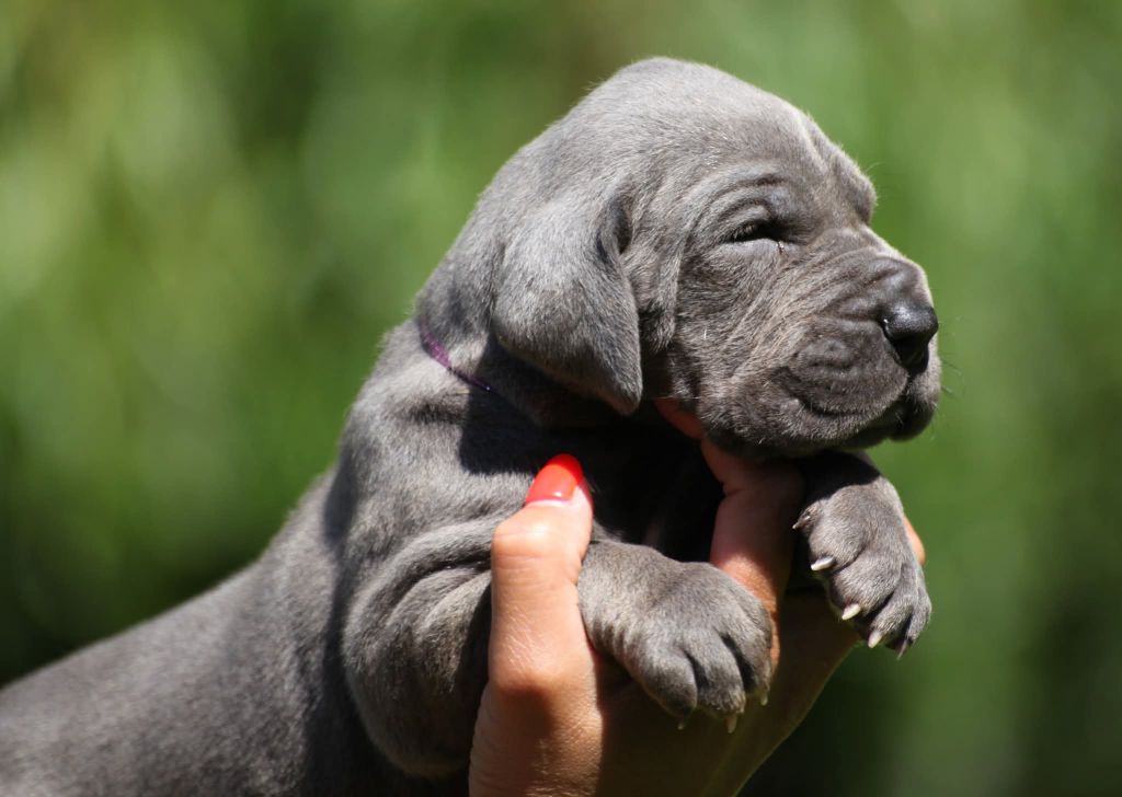 Des Terres De Romandor - Chiots disponibles - Dogue allemand