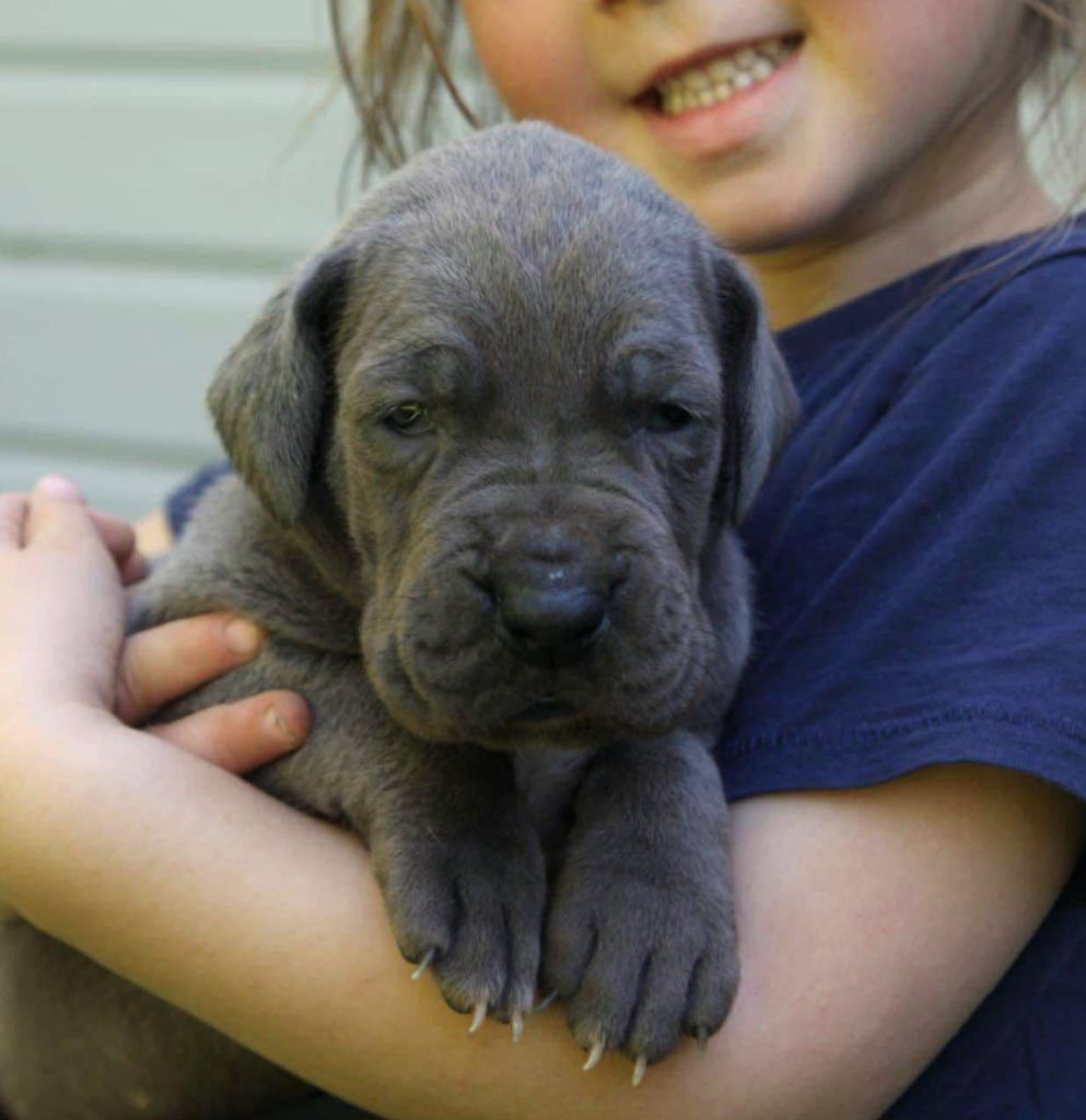 Des Terres De Romandor - Chiots disponibles - Dogue allemand