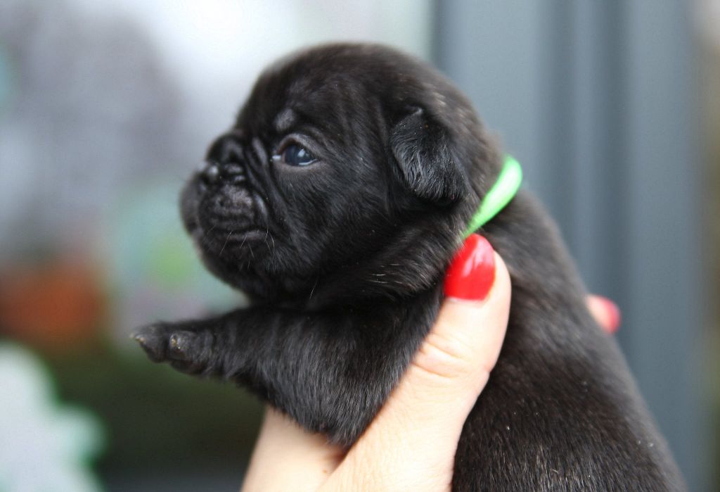 Des Terres De Romandor - Chiots disponibles - Bouledogue français