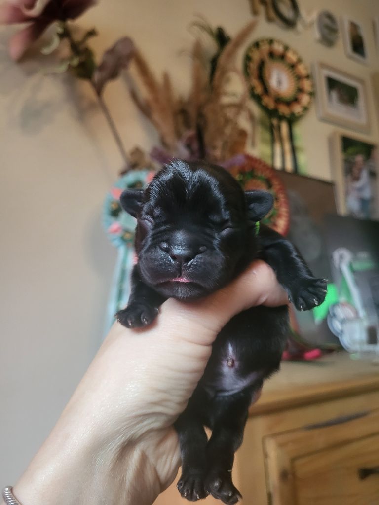 Des Terres De Romandor - Chiots disponibles - Bouledogue français