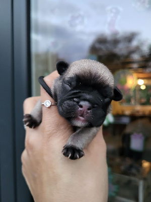 Femelle fauve Collier noir