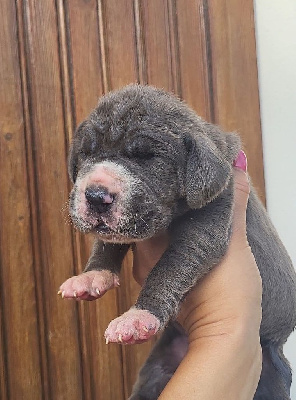 CHIOT 5