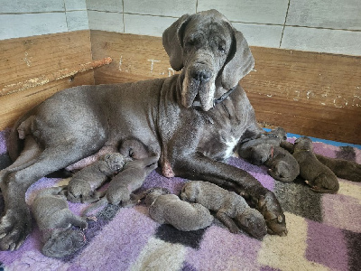 CHIOT 1