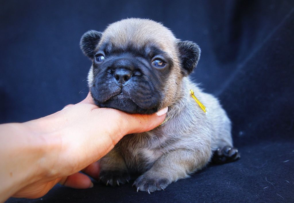Des Terres De Romandor - Chiots disponibles - Bouledogue français