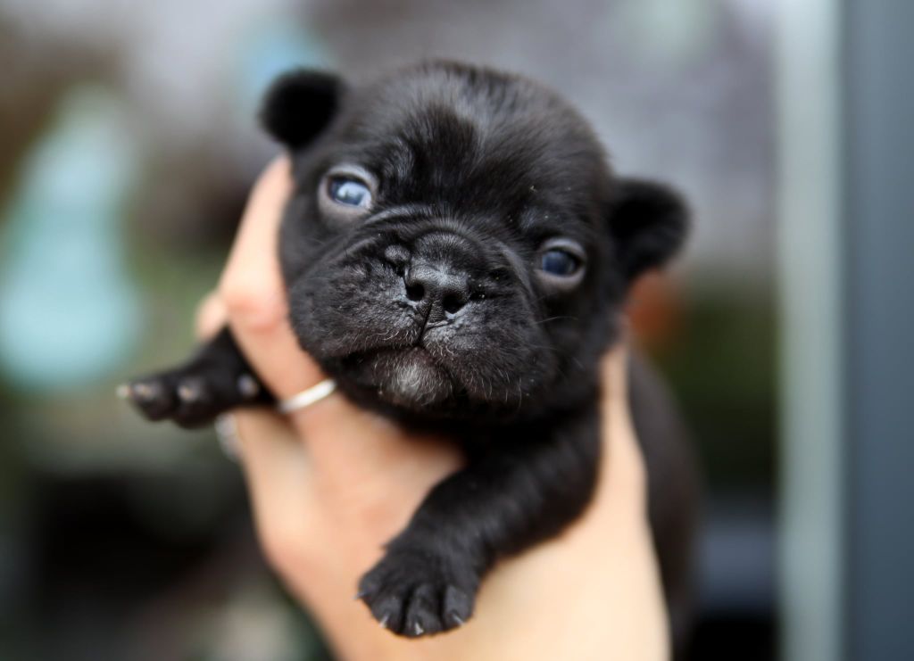 Des Terres De Romandor - Chiots disponibles - Bouledogue français