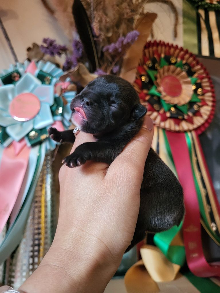 Des Terres De Romandor - Chiots disponibles - Bouledogue français