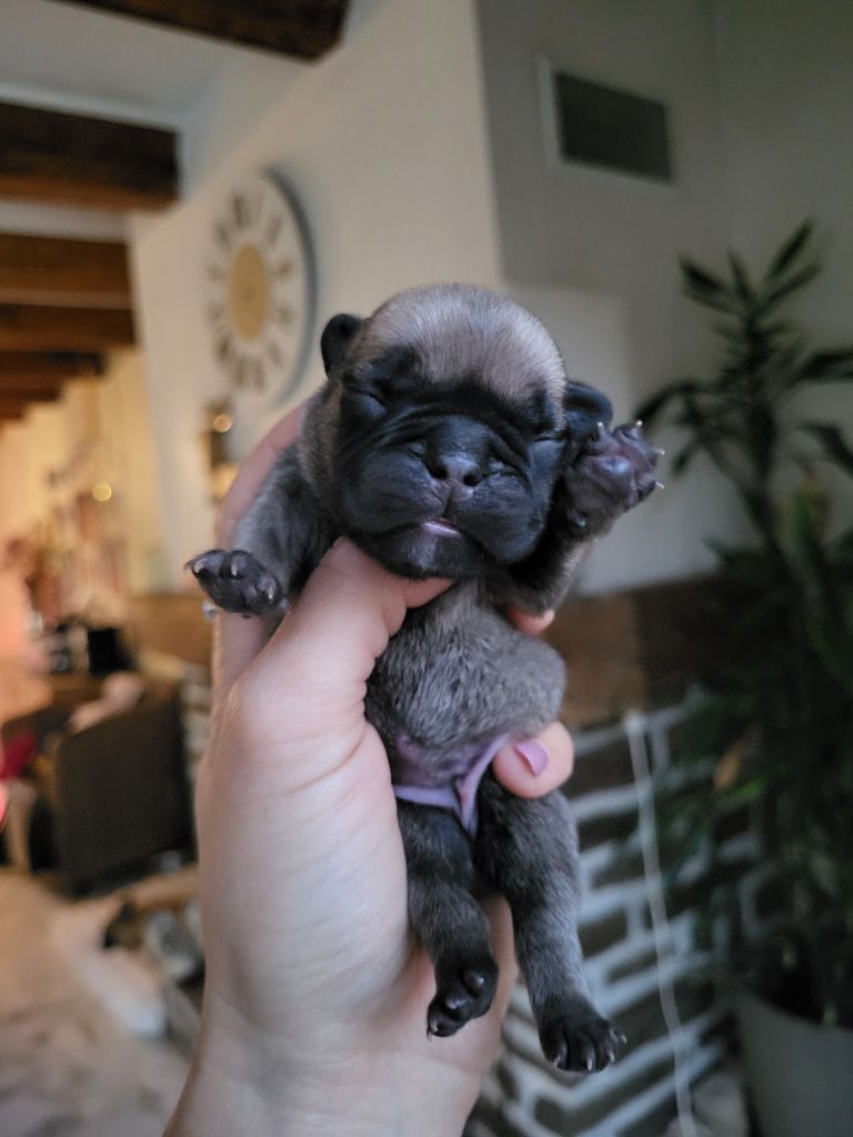 Des Terres De Romandor - Chiots disponibles - Bouledogue français