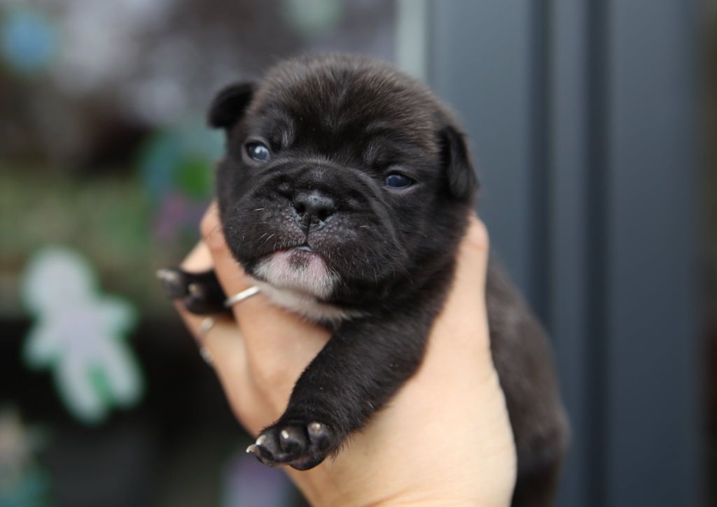 Des Terres De Romandor - Chiots disponibles - Bouledogue français