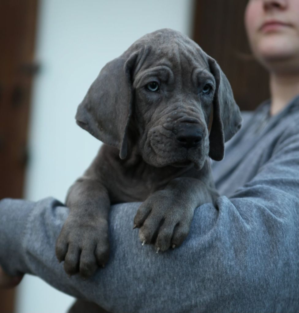 Des Terres De Romandor - Chiots disponibles - Dogue allemand