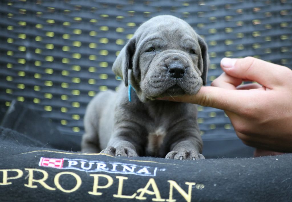 Des Terres De Romandor - Chiots disponibles - Dogue allemand
