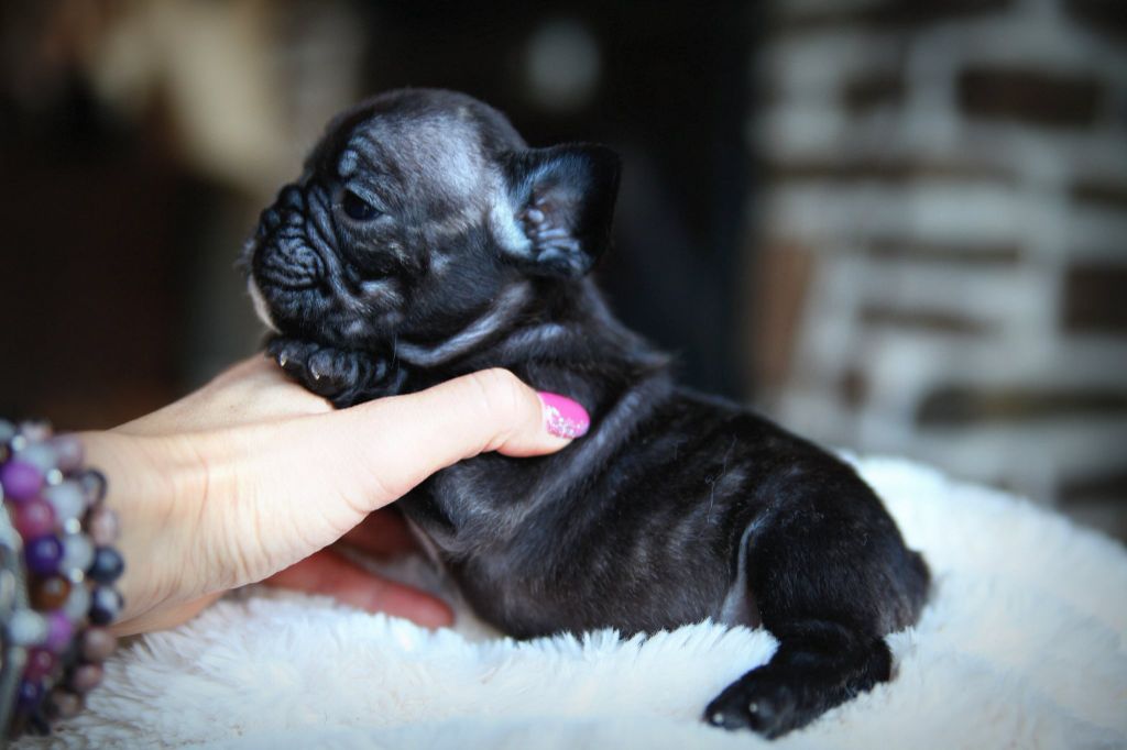 Des Terres De Romandor - Chiots disponibles - Bouledogue français