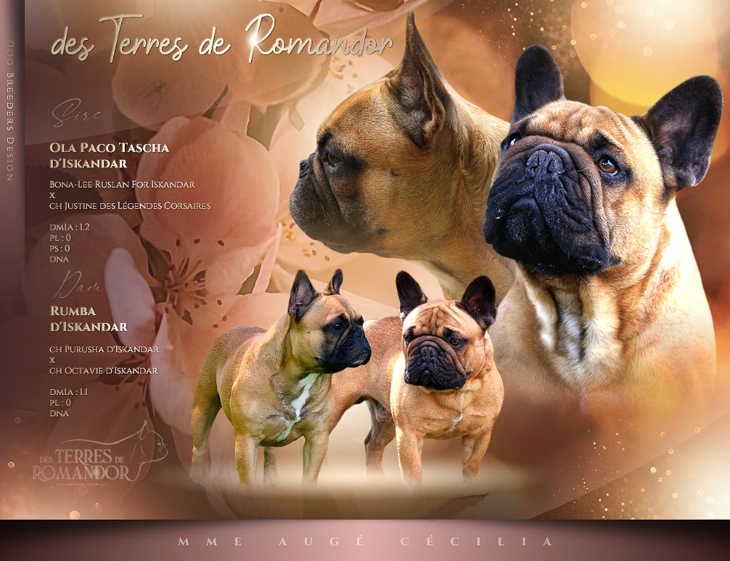 Chiot Bouledogue français Des Terres De Romandor