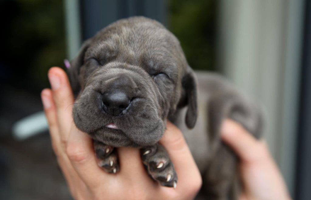Des Terres De Romandor - Chiots disponibles - Dogue allemand