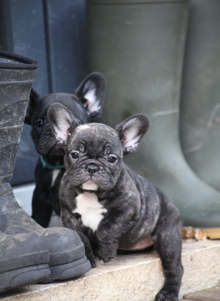 Des Terres De Romandor - Chiots disponibles - Bouledogue français