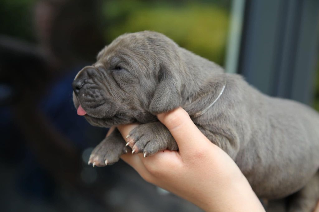 Des Terres De Romandor - Chiots disponibles - Dogue allemand