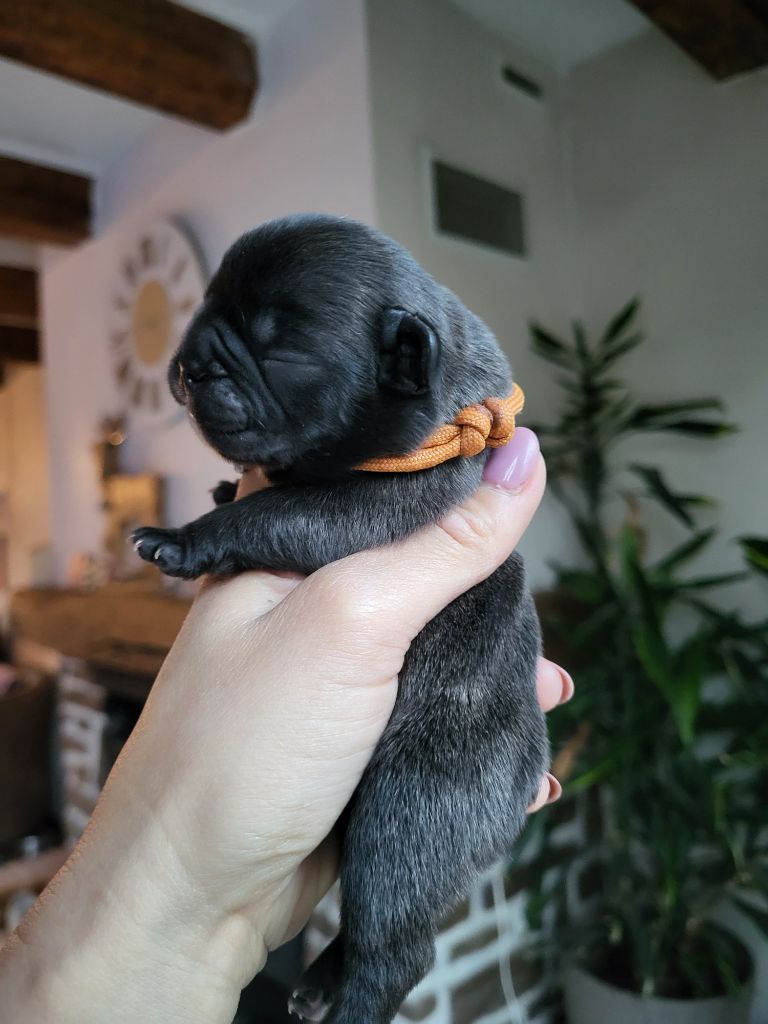 Des Terres De Romandor - Chiots disponibles - Bouledogue français