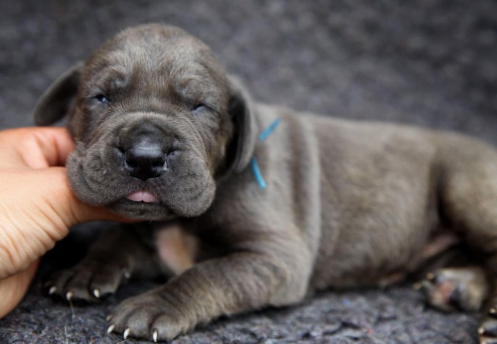Des Terres De Romandor - Chiots disponibles - Dogue allemand
