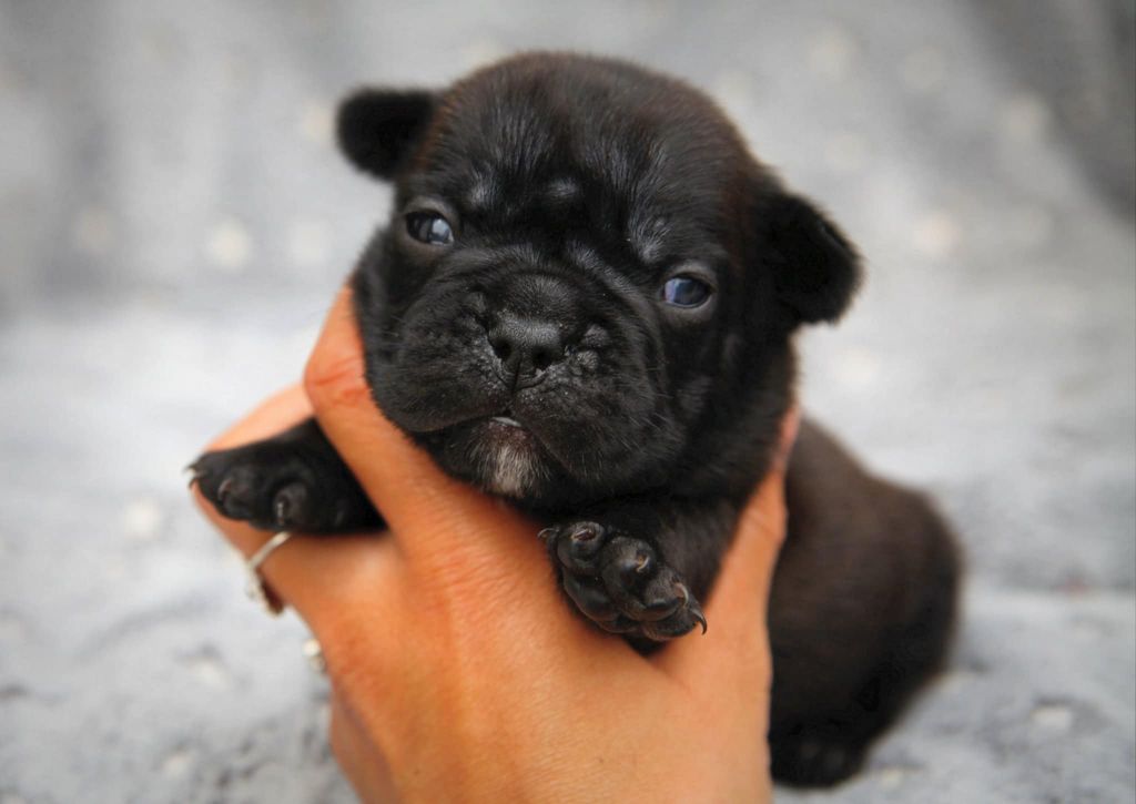 Des Terres De Romandor - Chiots disponibles - Bouledogue français