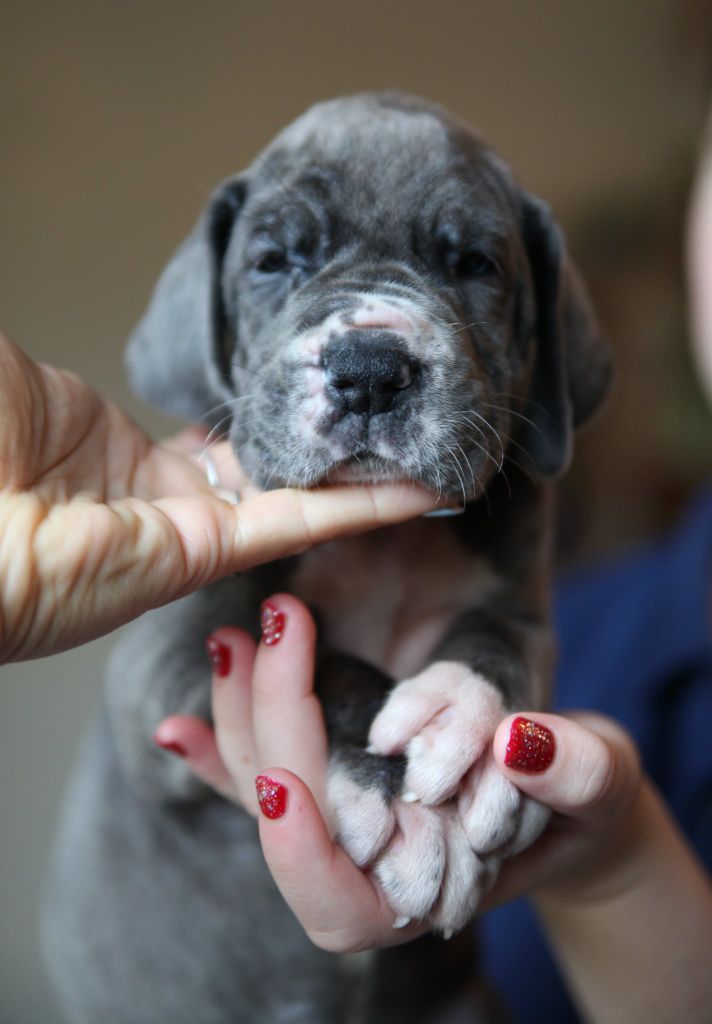 Des Terres De Romandor - Chiots disponibles - Dogue allemand