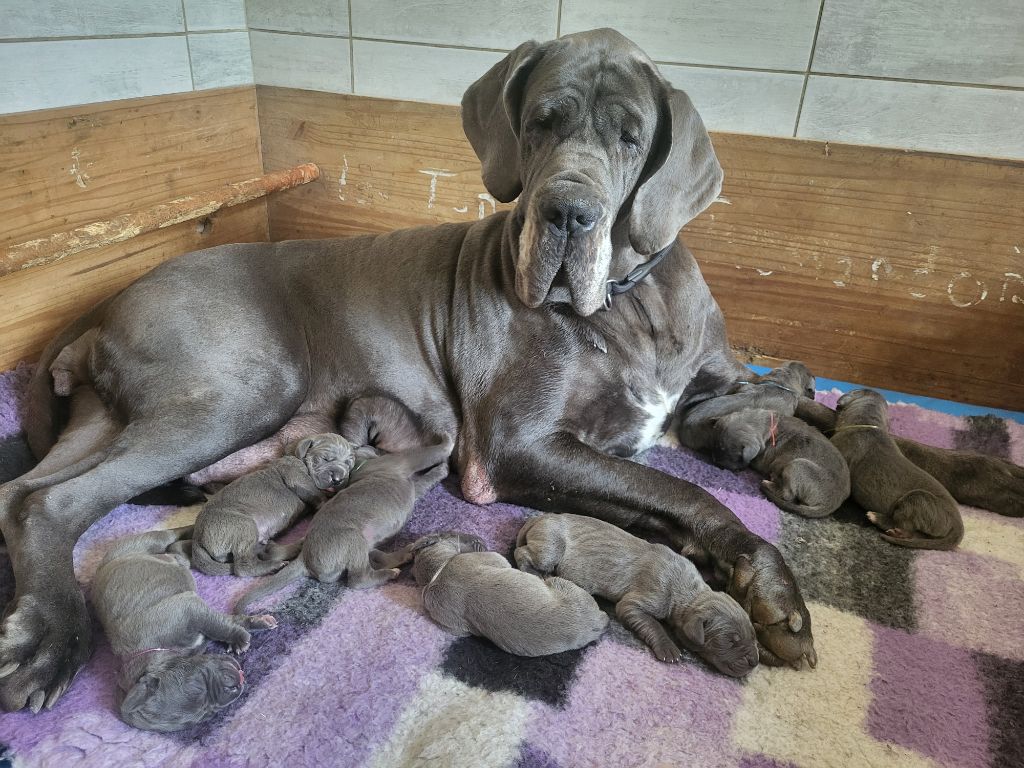 Des Terres De Romandor - Chiots disponibles - Dogue allemand