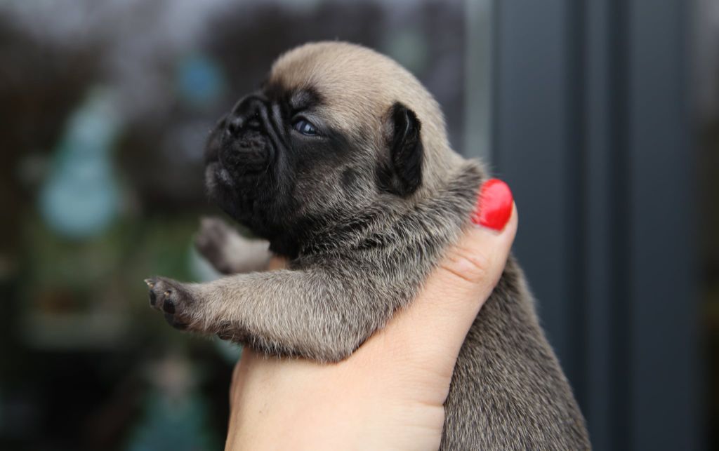 Des Terres De Romandor - Chiots disponibles - Bouledogue français