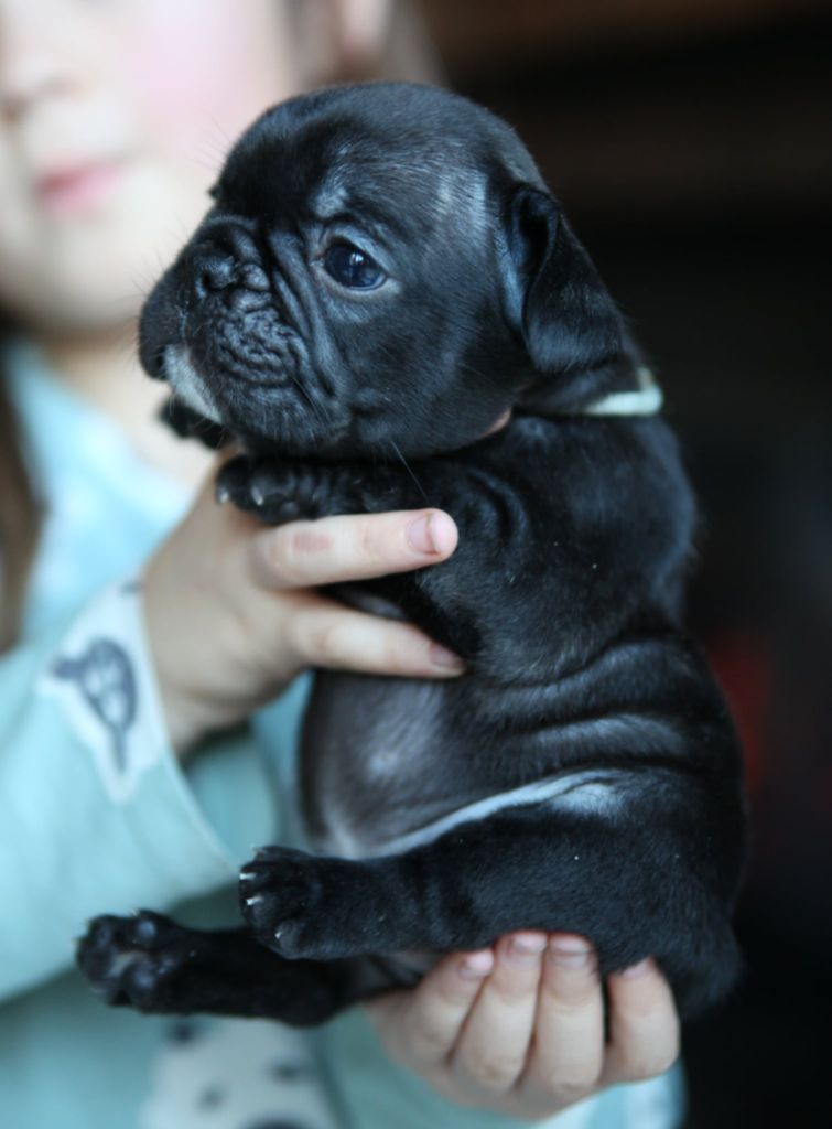 Des Terres De Romandor - Chiots disponibles - Bouledogue français