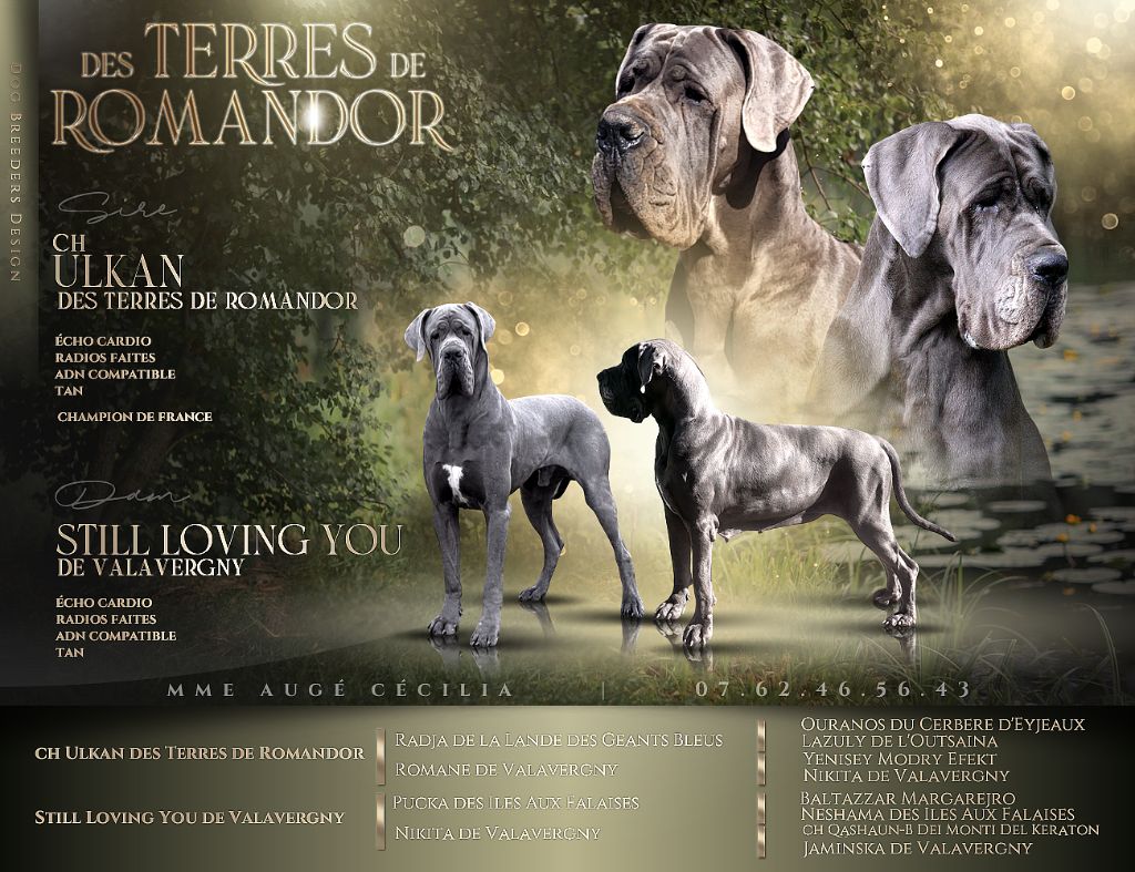 Des Terres De Romandor - Chiots disponibles - Dogue allemand